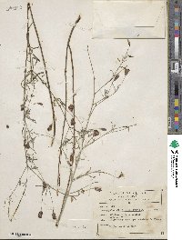 Porophyllum linaria image