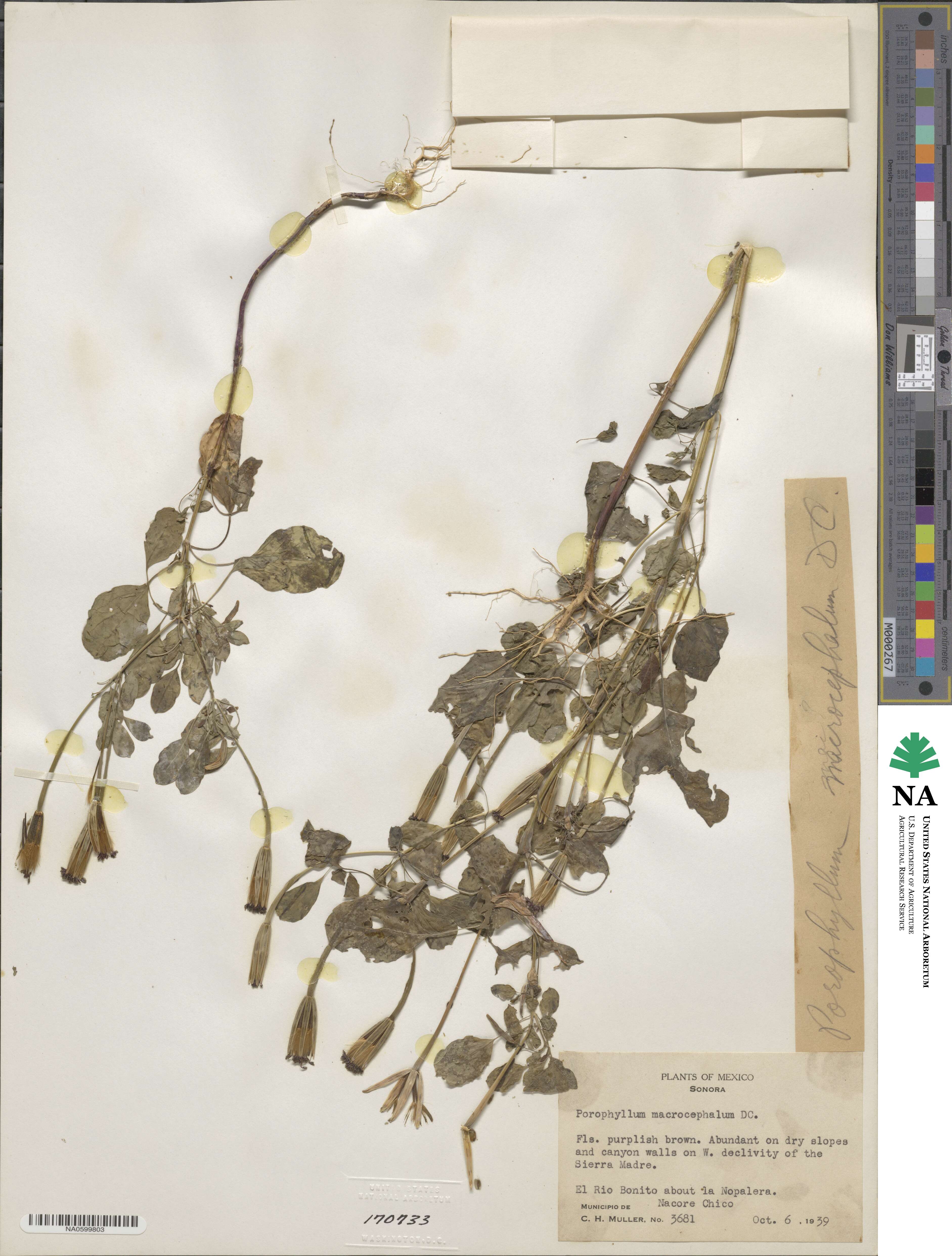 Porophyllum ruderale var. macrocephalum image