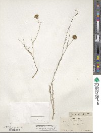 Porophyllum scoparium image