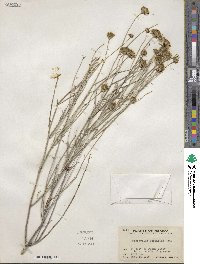 Porophyllum scoparium image