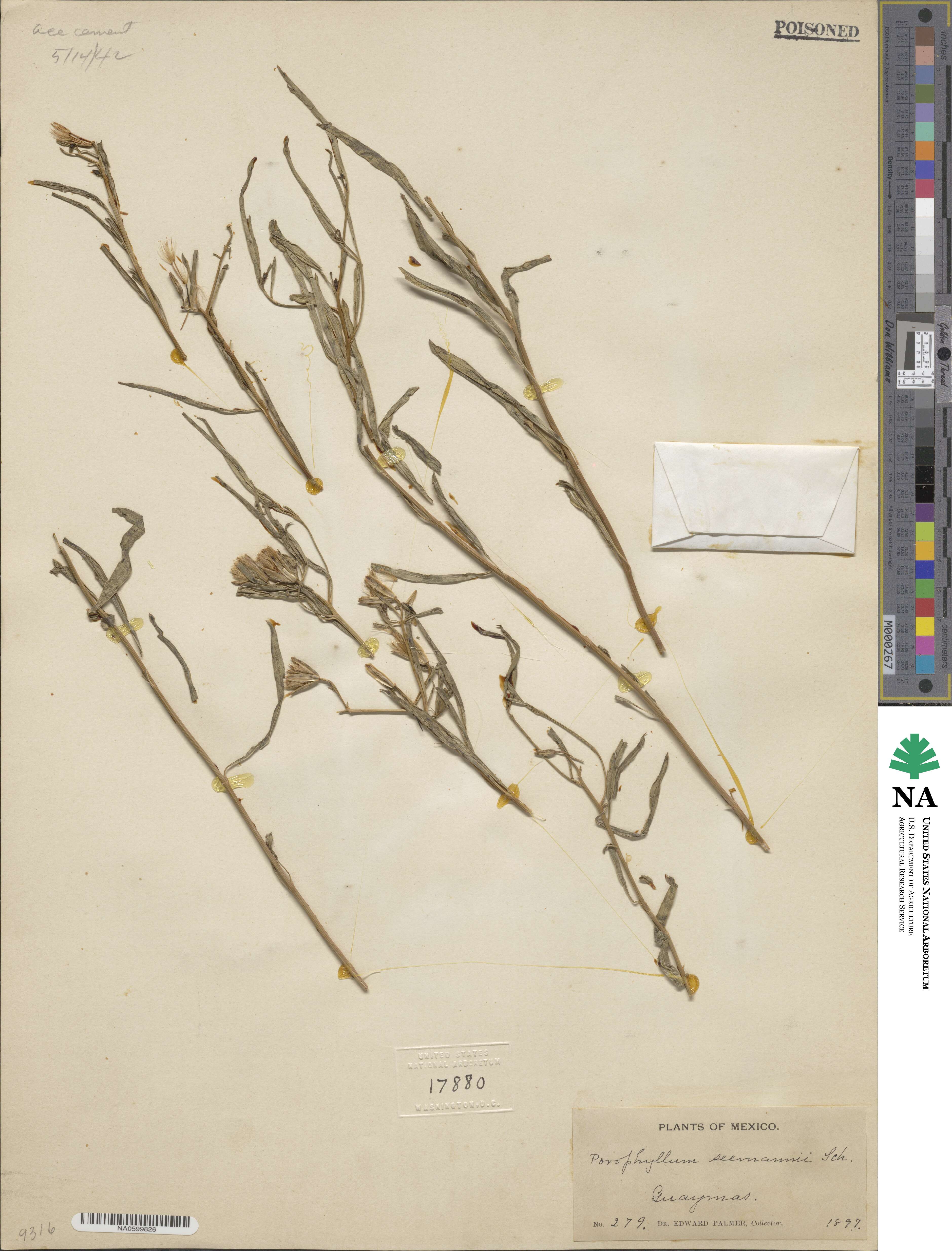 Porophyllum coloratum image