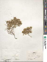 Pectis angustifolia image