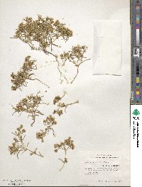 Pectis angustifolia image