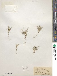 Pectis angustifolia image