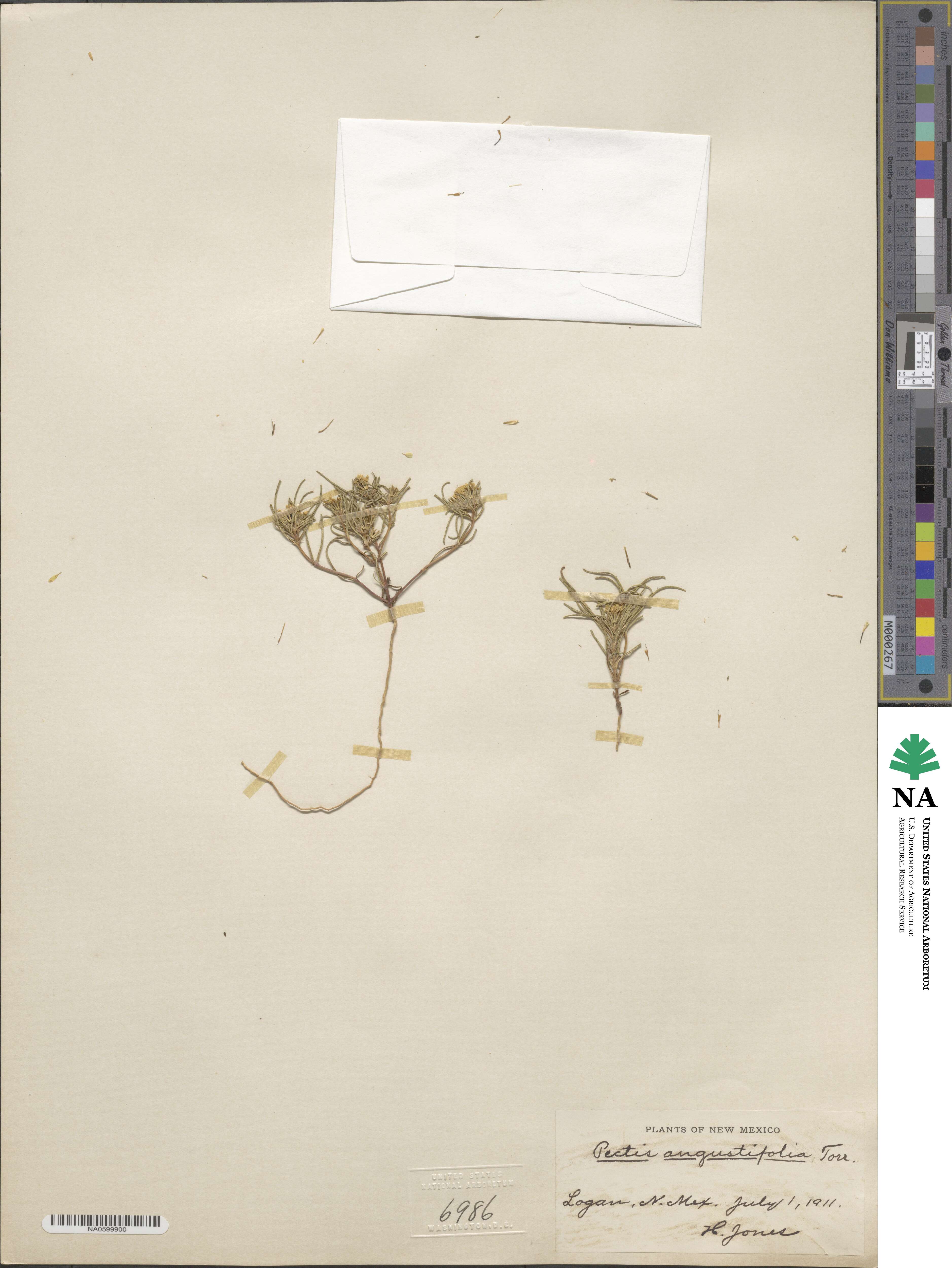 Pectis angustifolia image