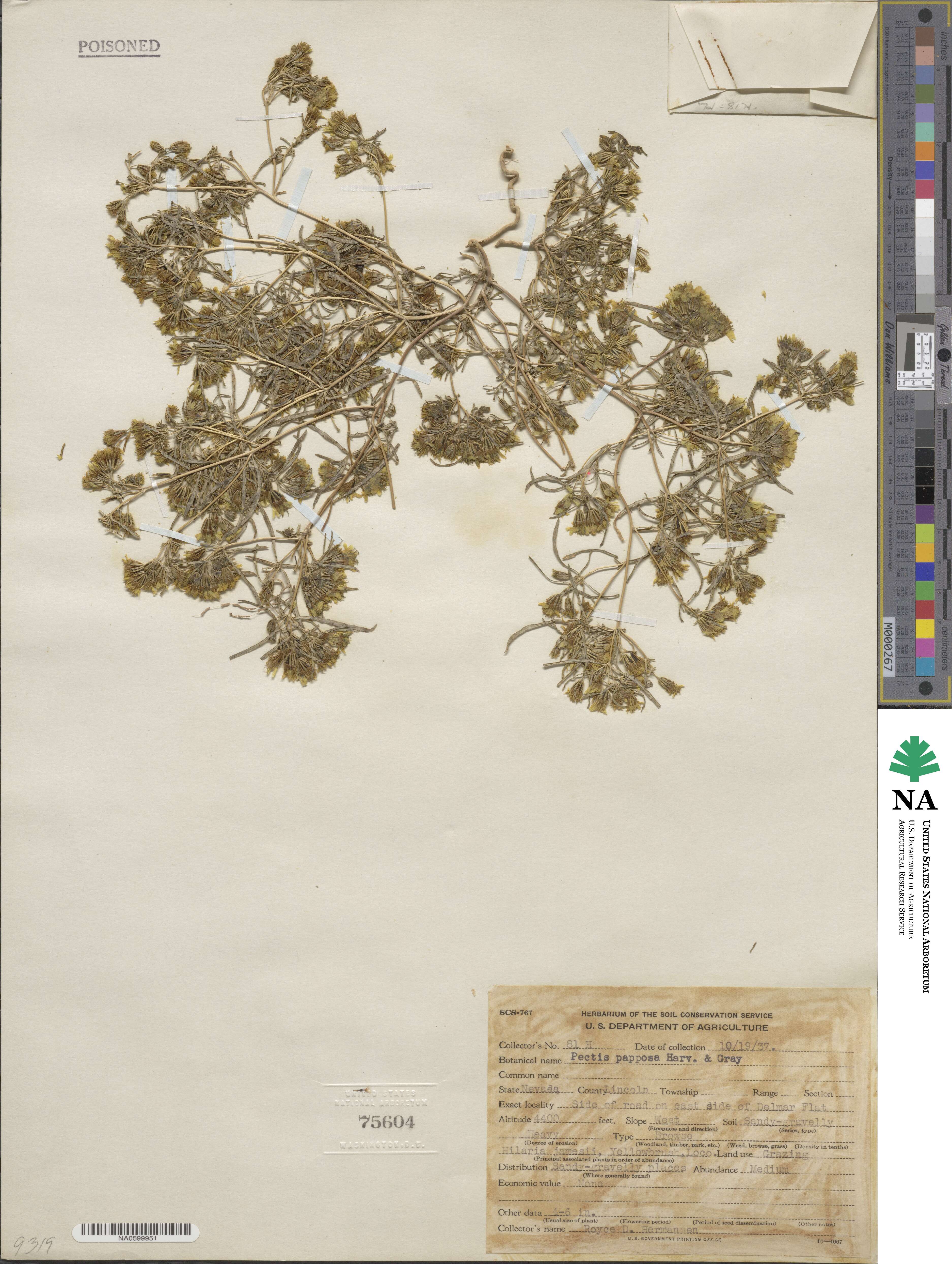 Pectis papposa image