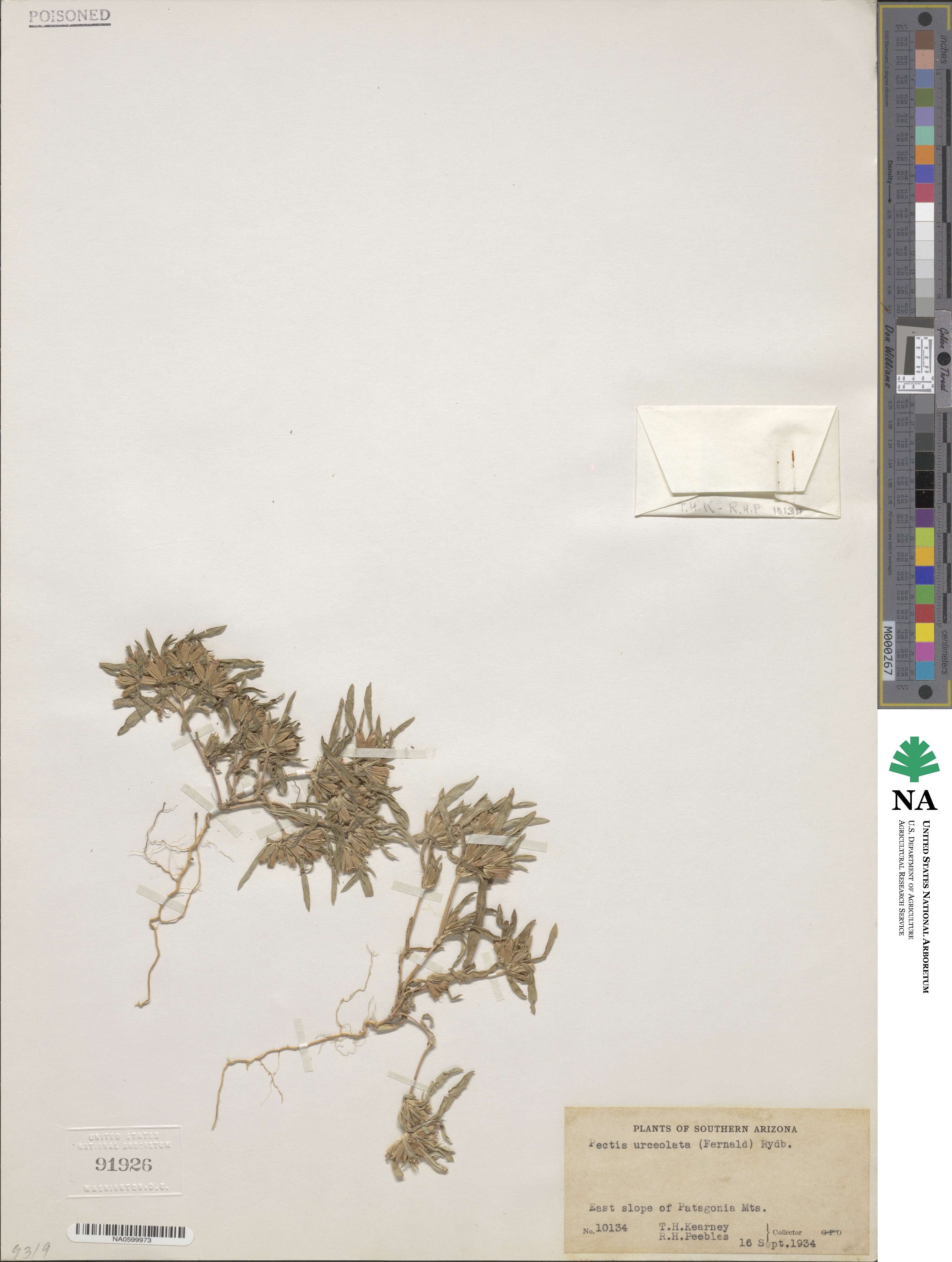 Pectis prostrata image