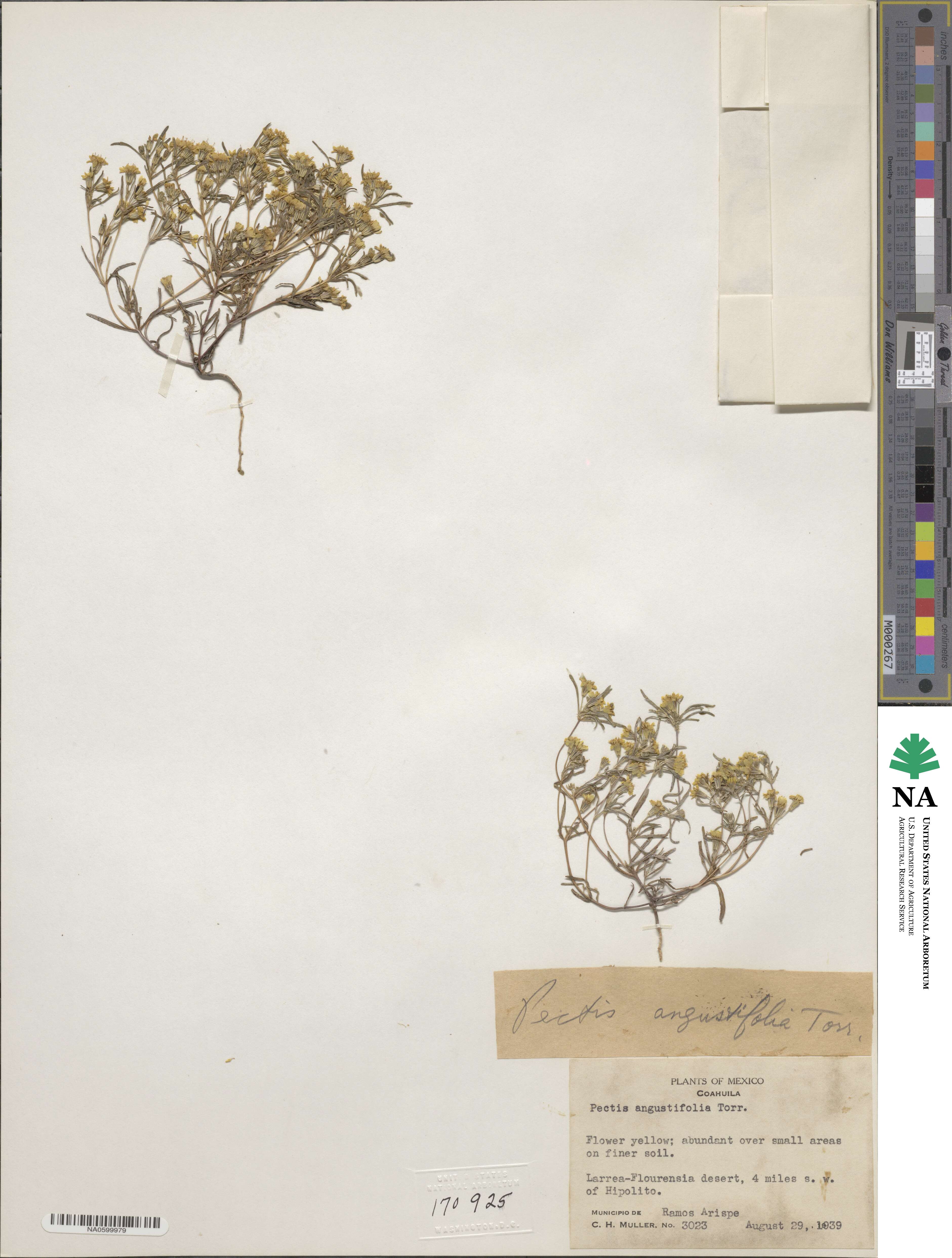 Pectis angustifolia image