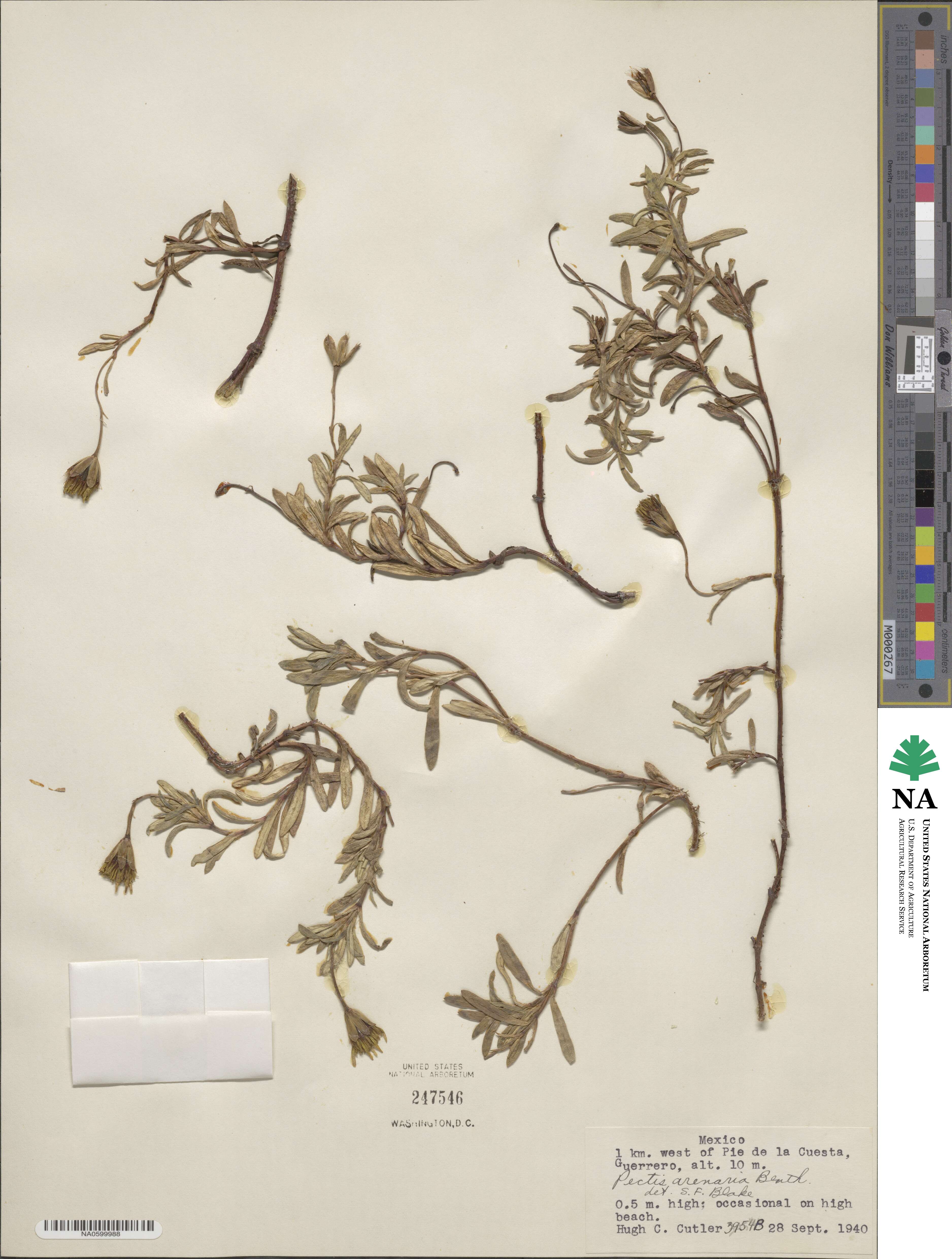 Pectis multiflosculosa image