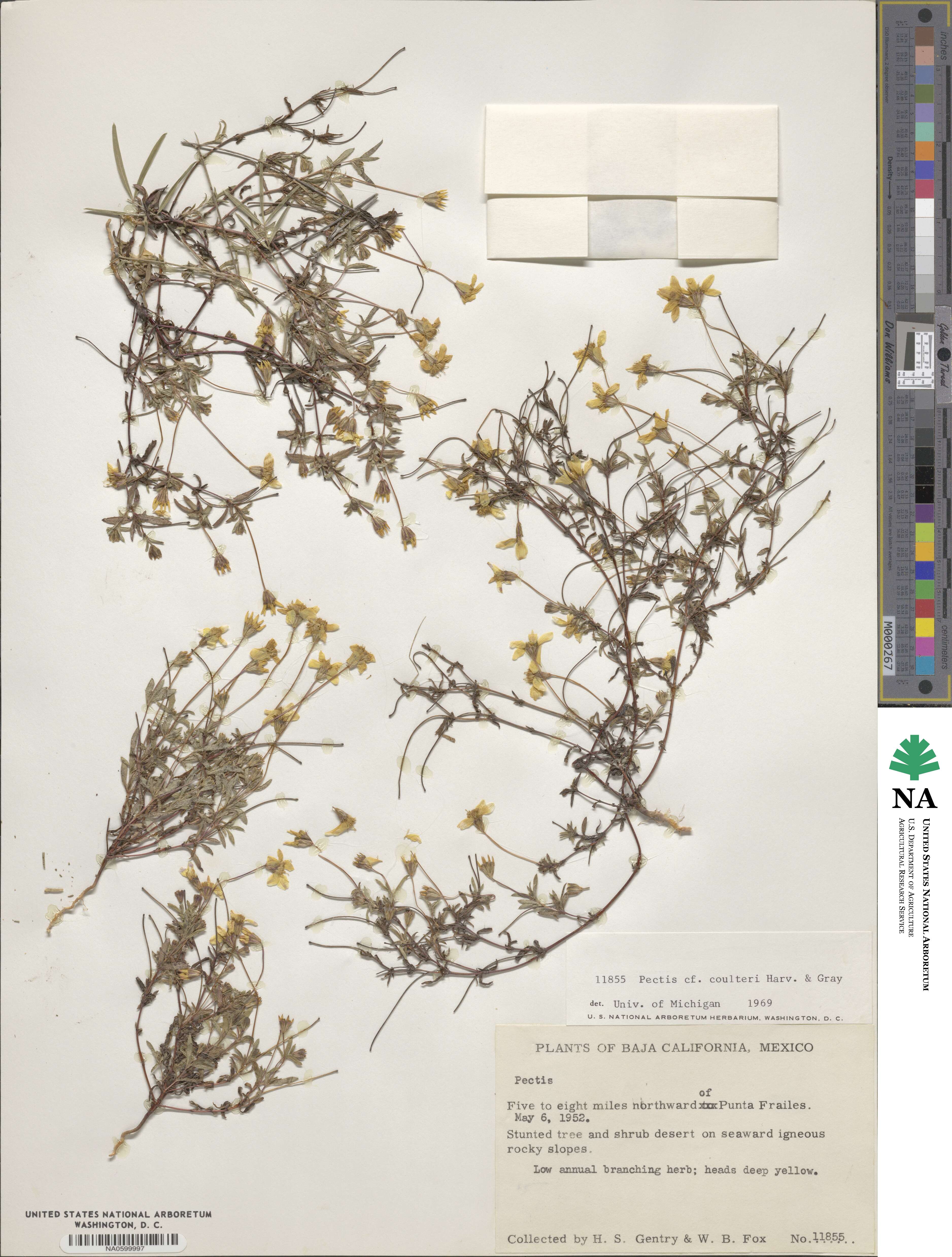 Pectis coulteri image