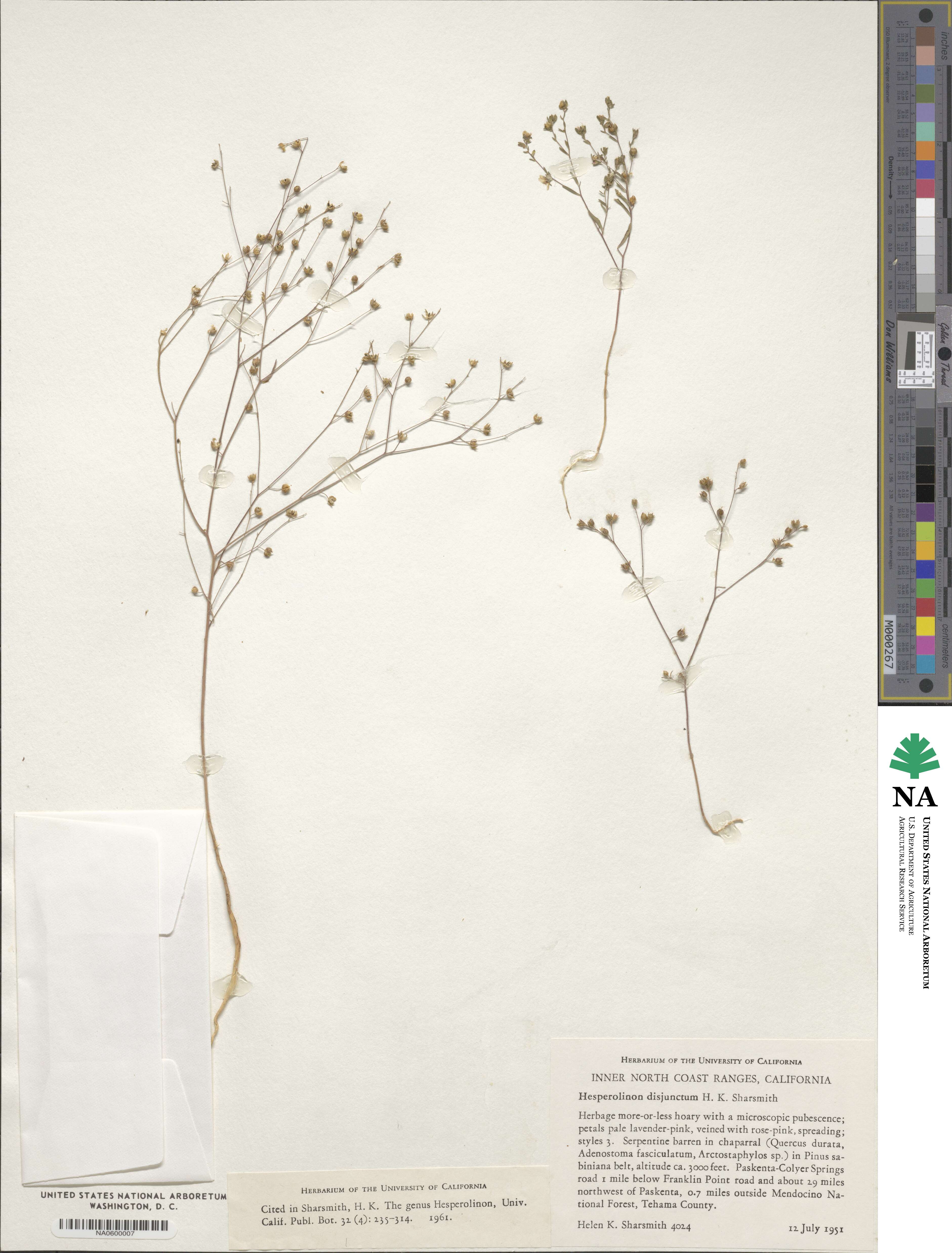 Hesperolinon disjunctum image