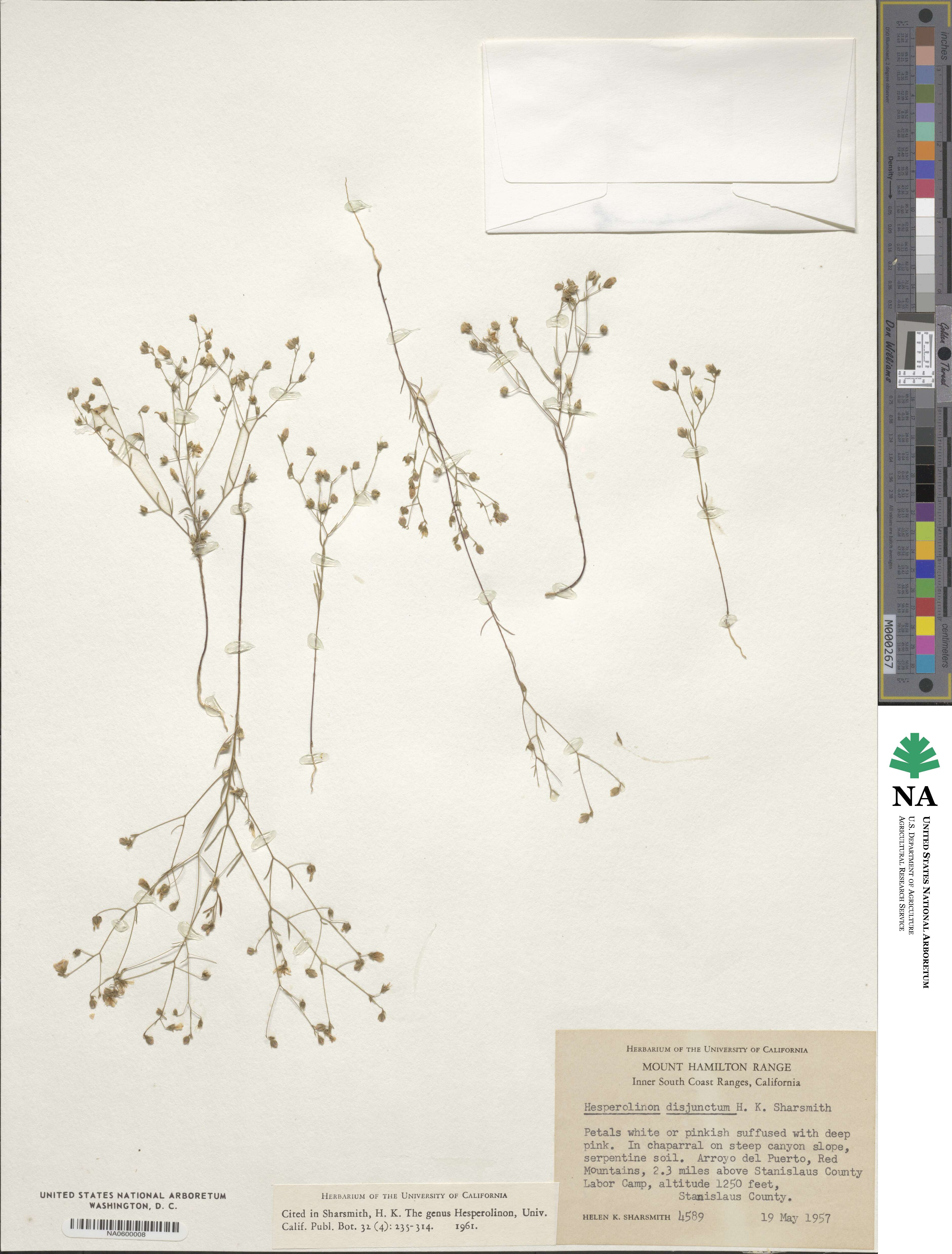 Hesperolinon disjunctum image