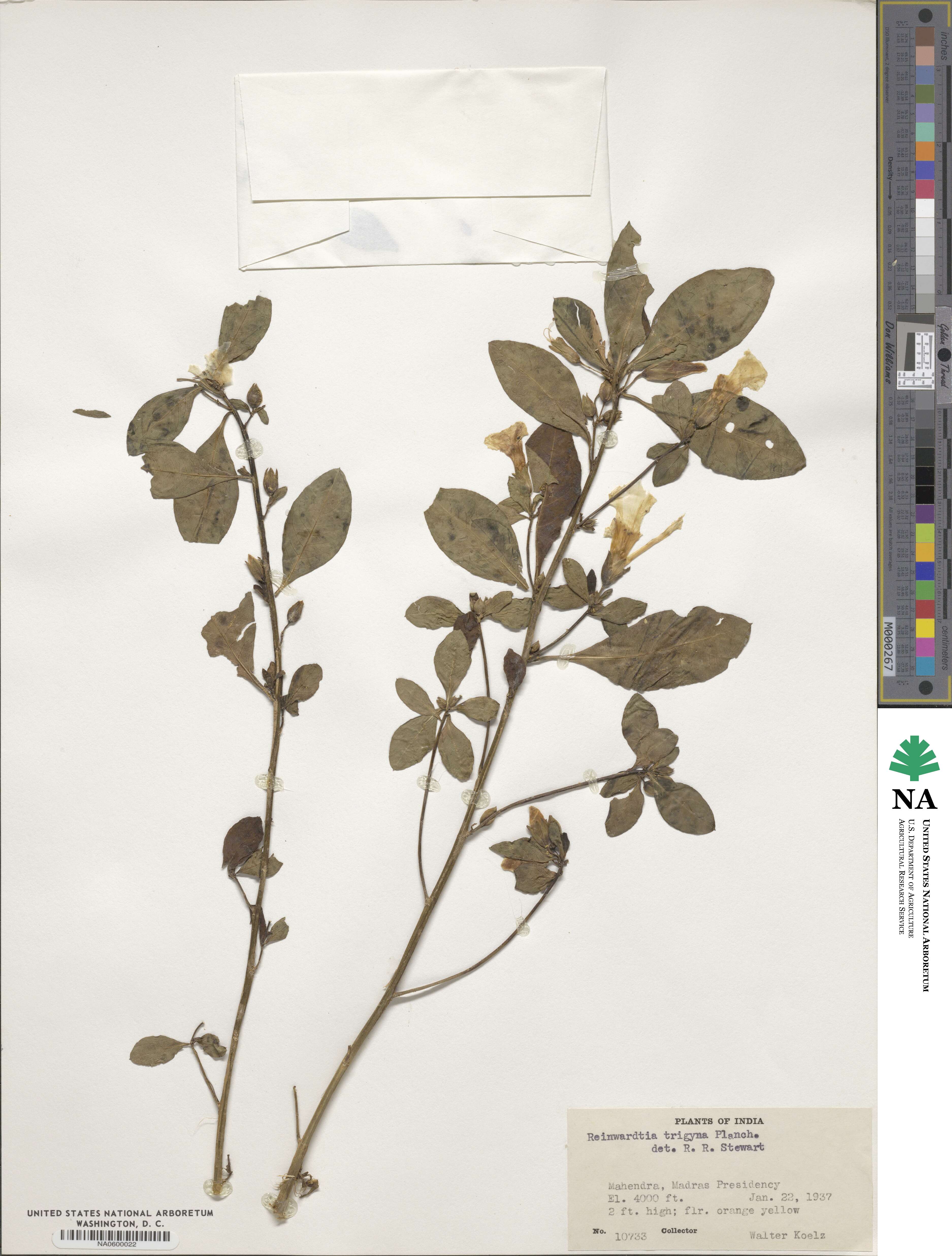 Reinwardtia trigyna image
