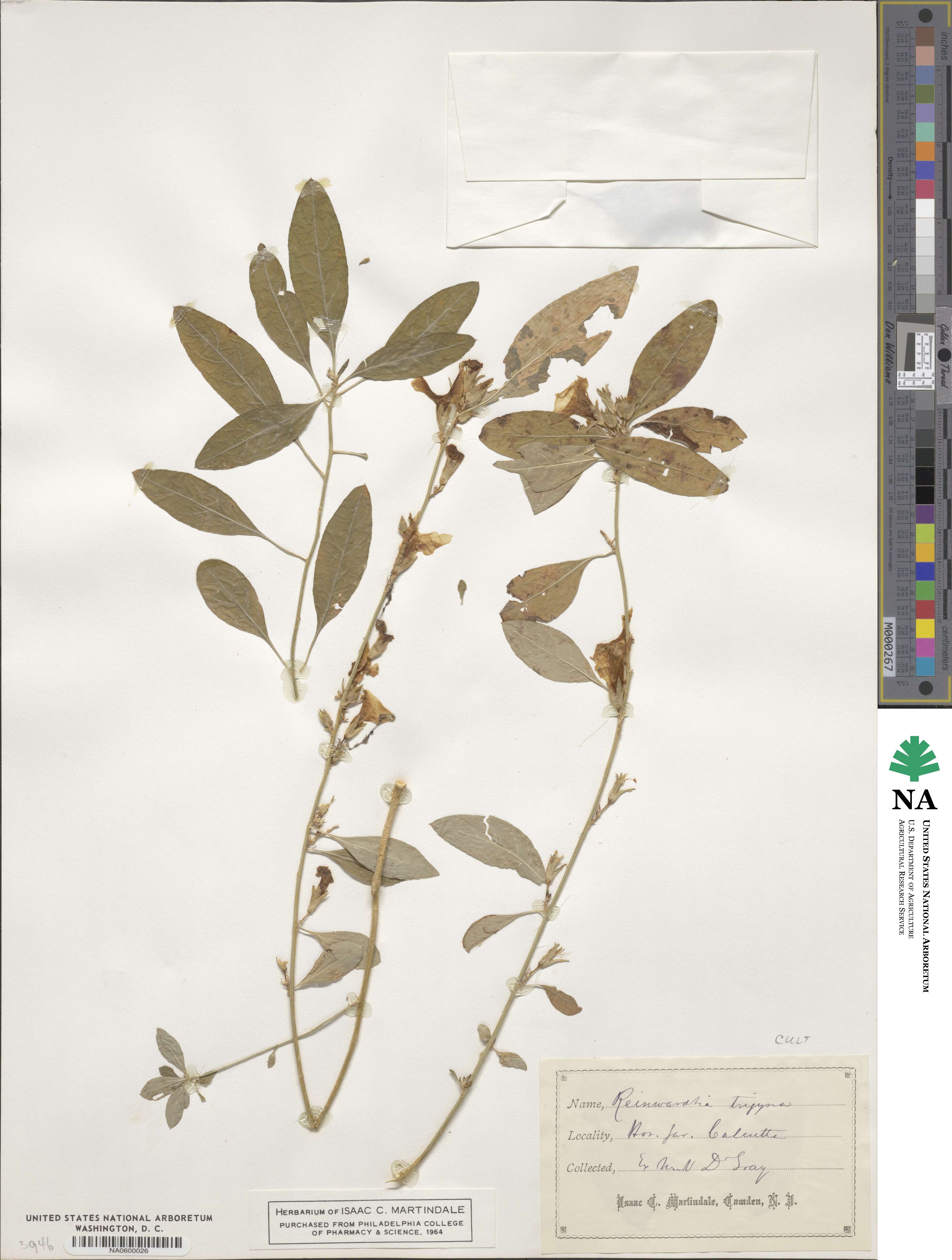 Reinwardtia image