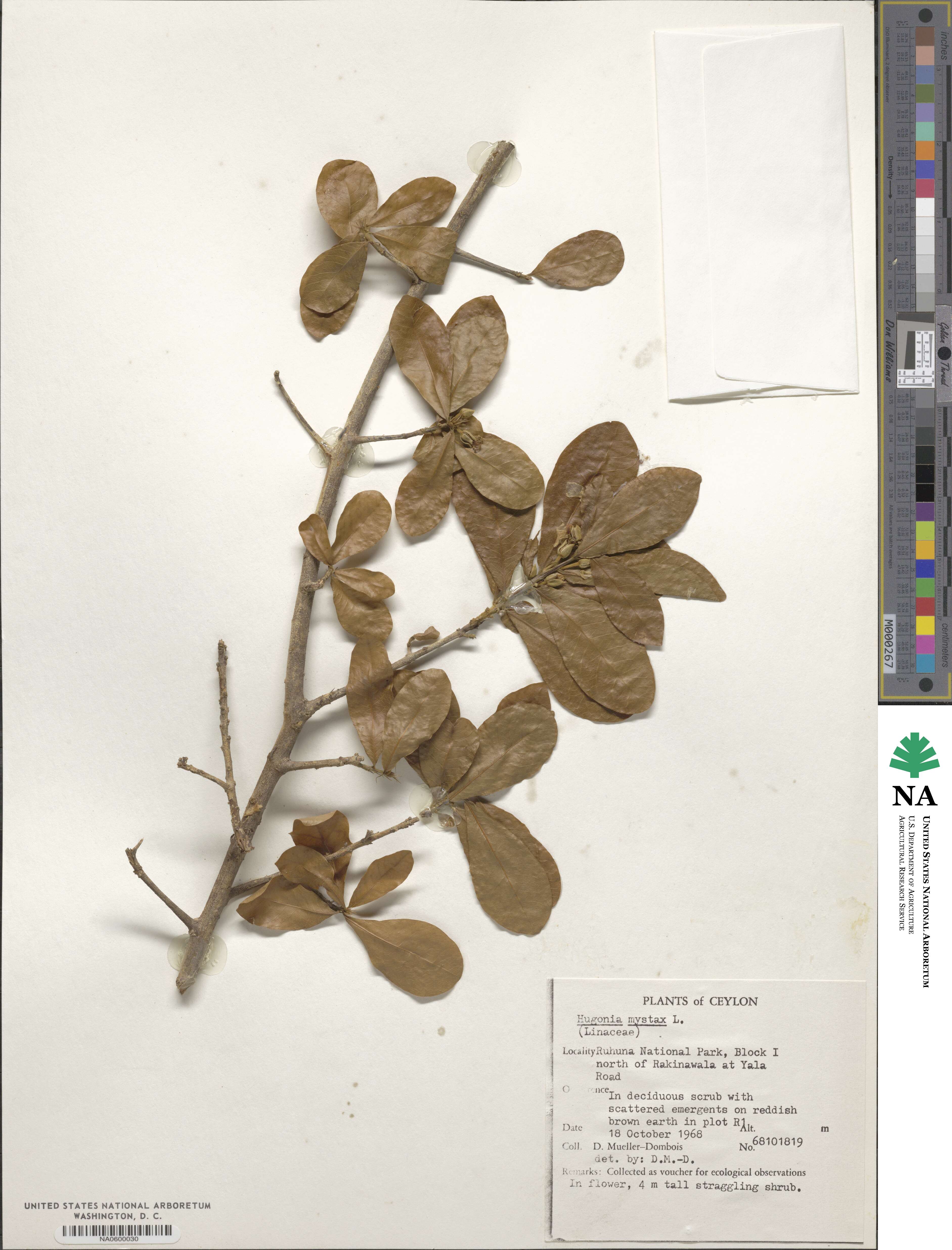 Hugonia mystax image