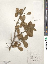 Hugonia mystax image