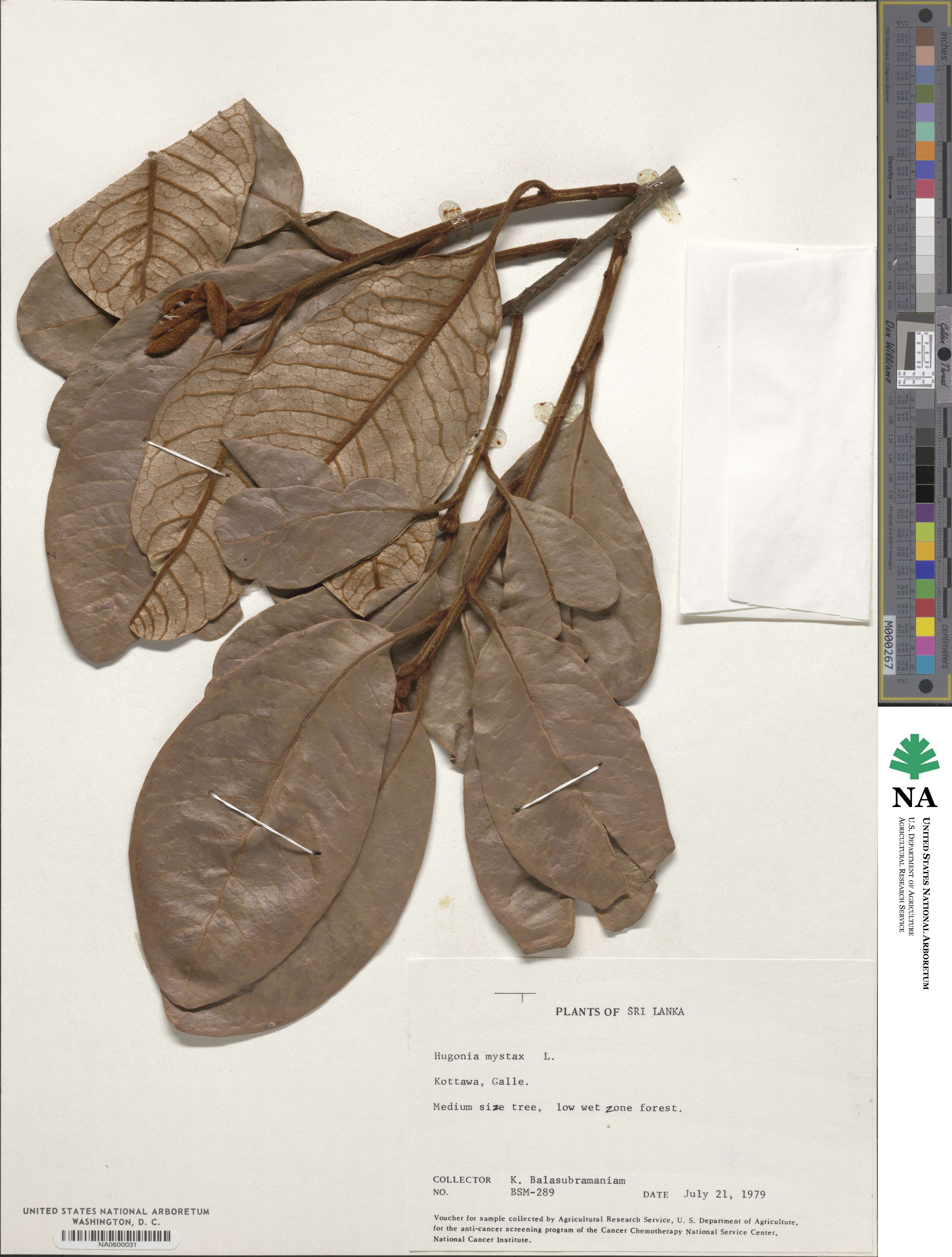 Hugonia mystax image