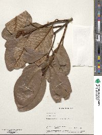 Hugonia mystax image