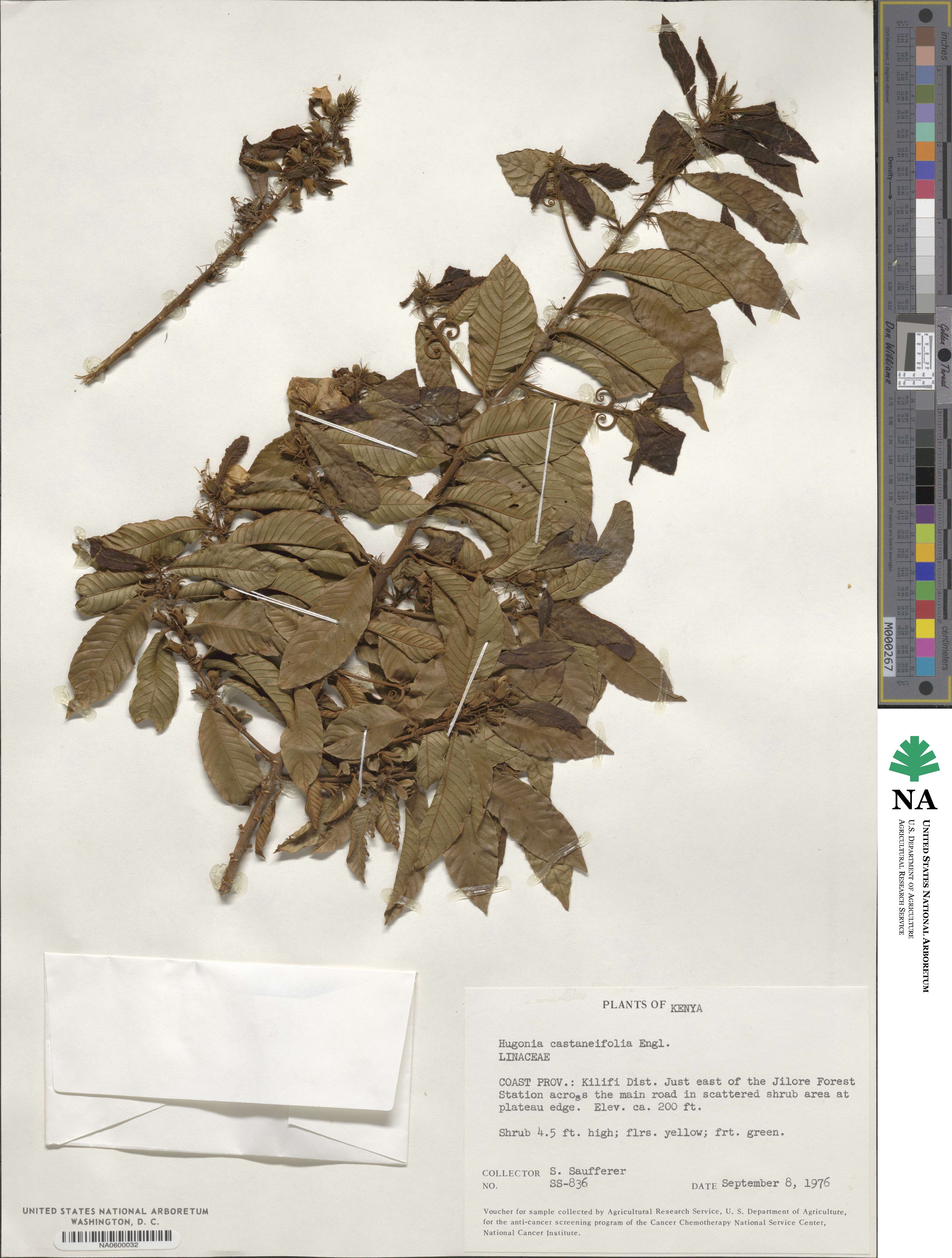 Hugonia castaneifolia image