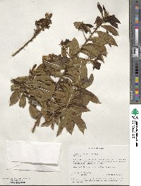 Image of Hugonia castaneifolia