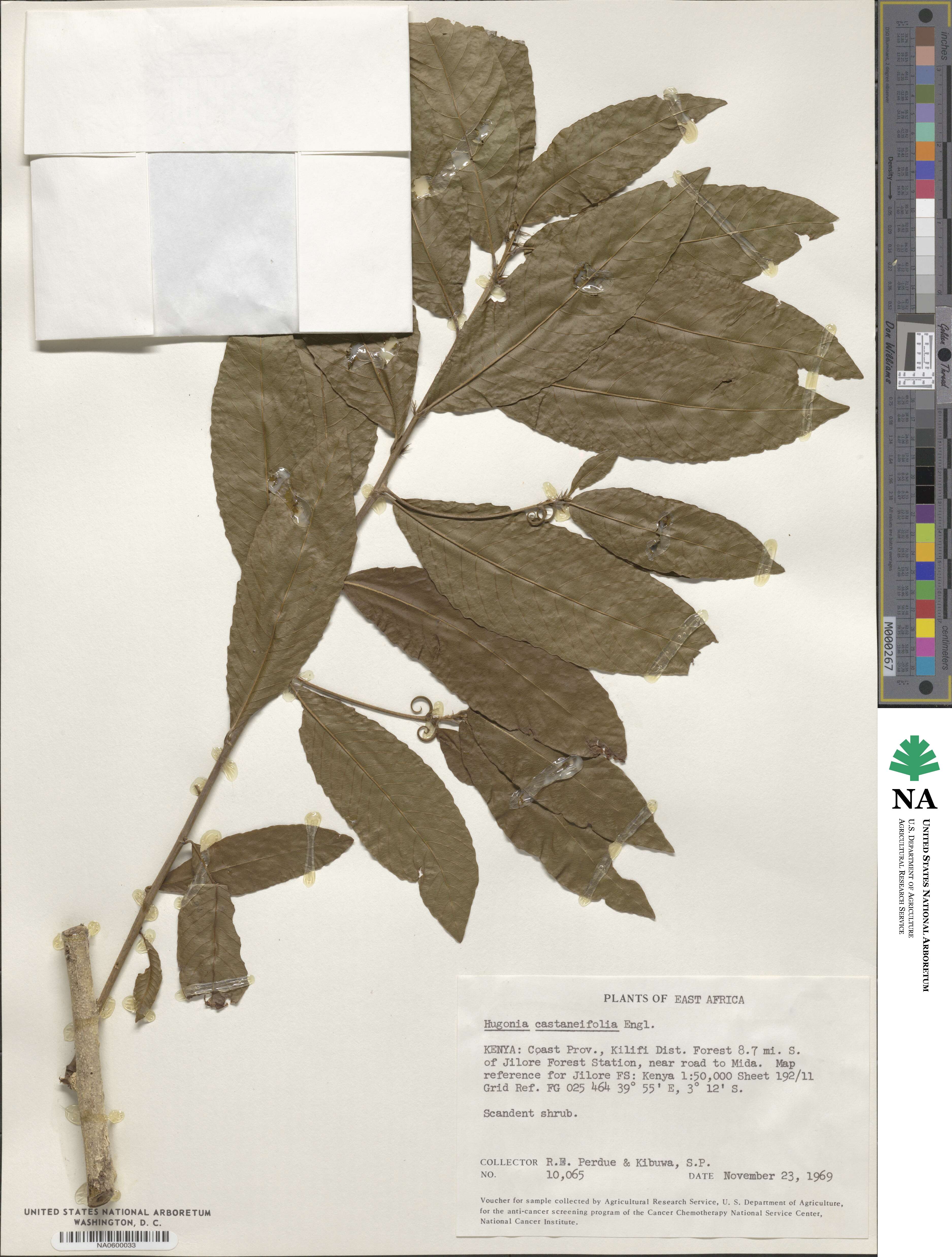 Hugonia castaneifolia image