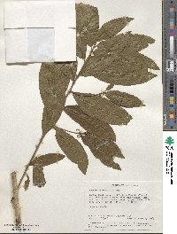 Hugonia castaneifolia image