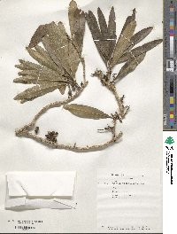 Hugonia penicillanthemum image