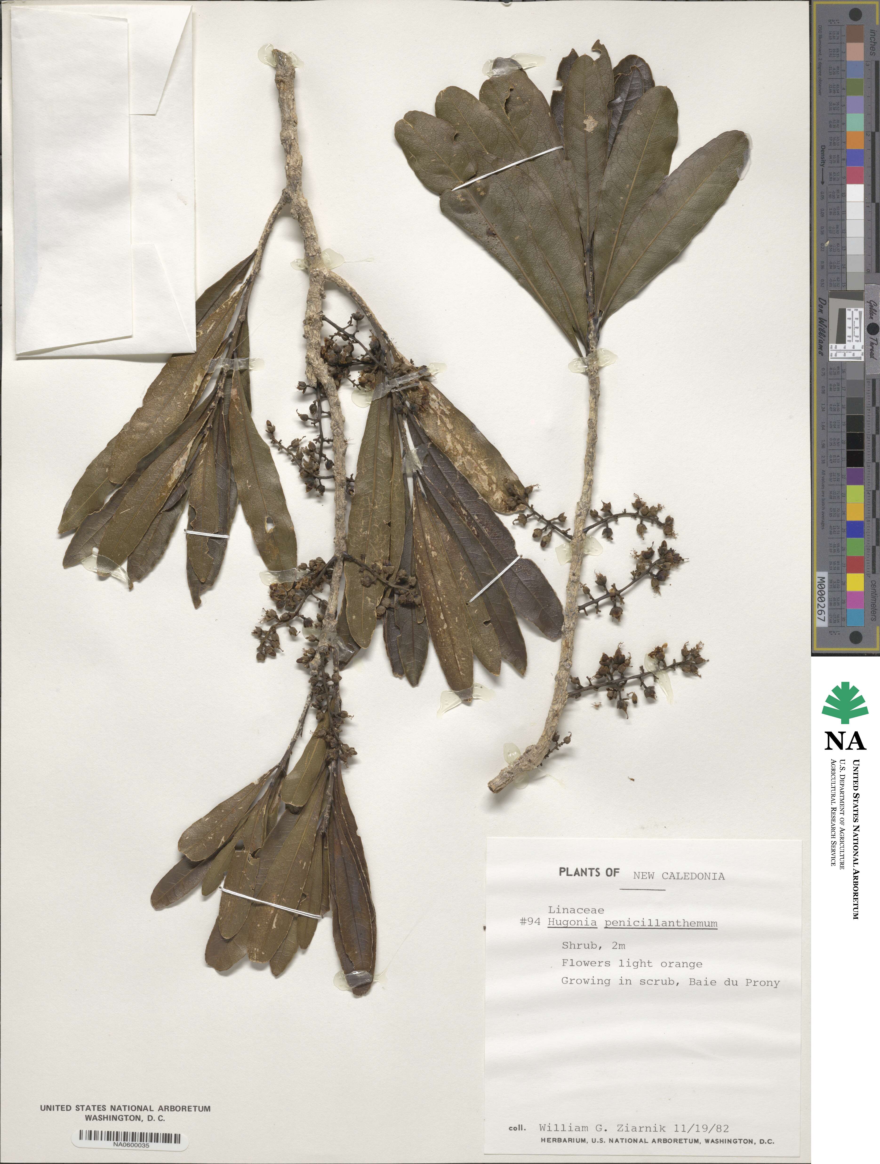 Hugonia penicillanthemum image