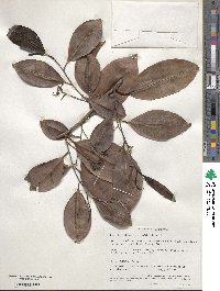 Humiria balsamifera image