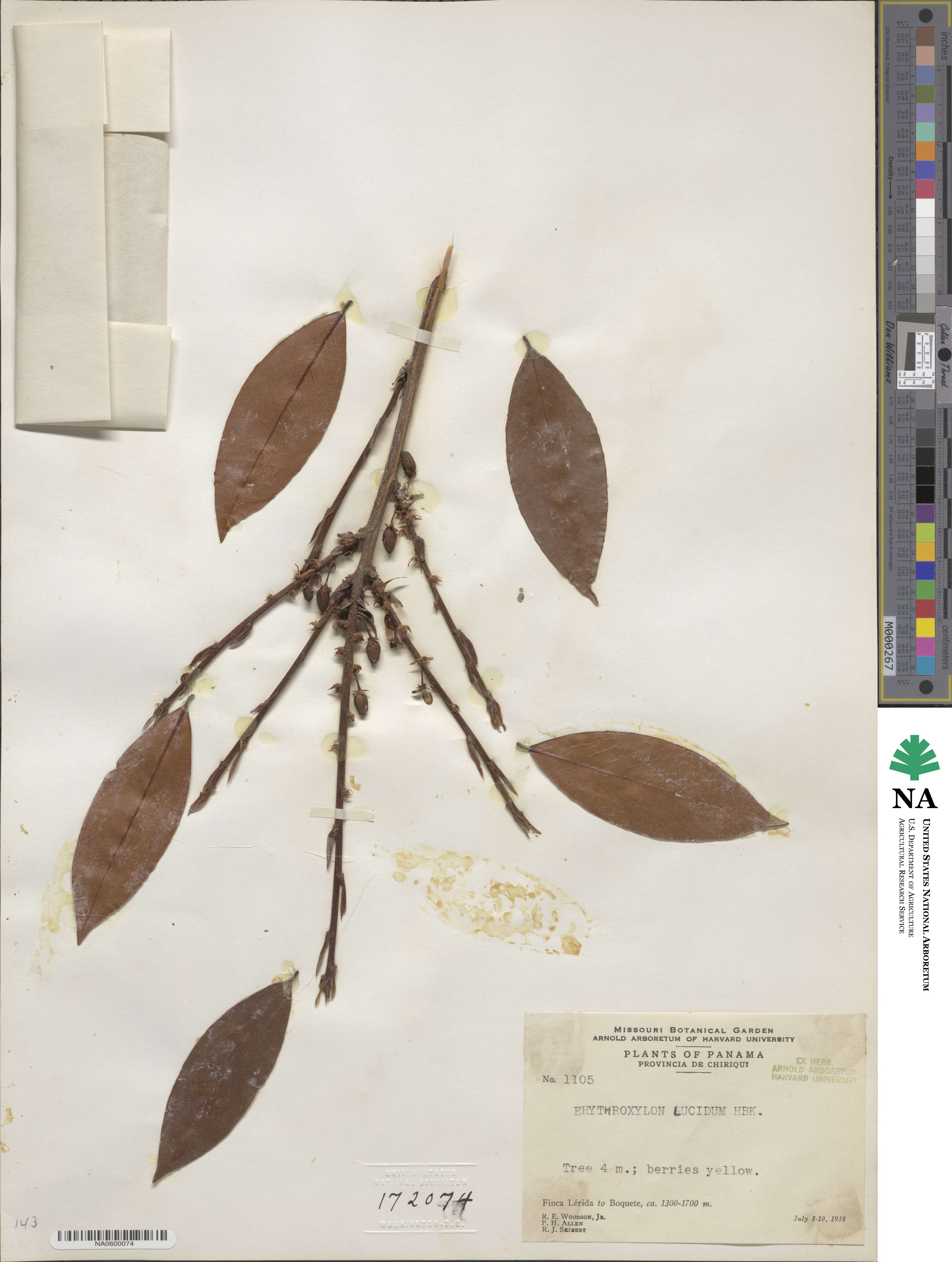 Erythroxylum image