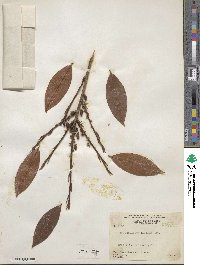 Erythroxylum lucidum image