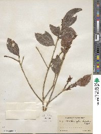 Erythroxylum lucidum image