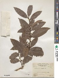 Erythroxylum lucidum image