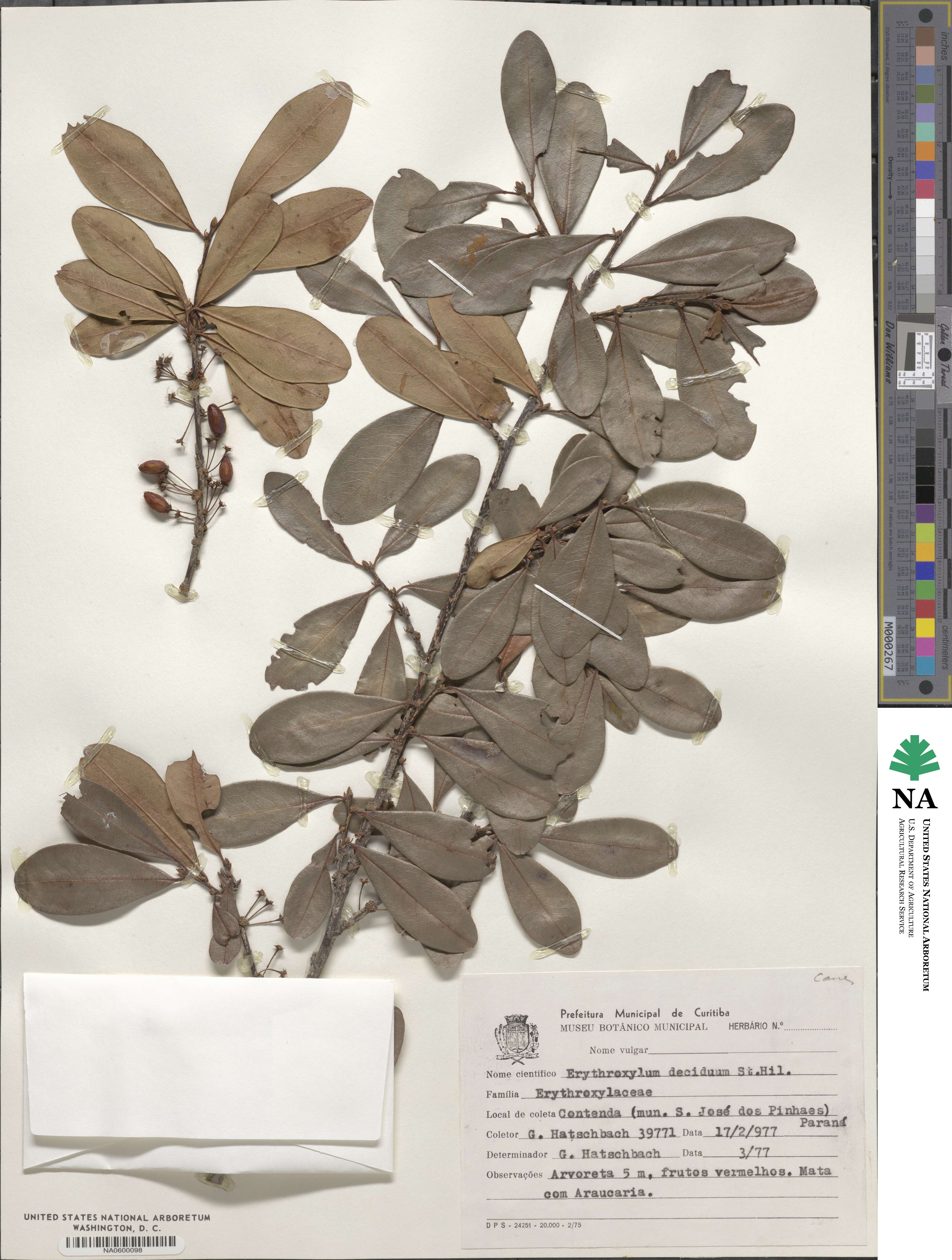 Erythroxylum deciduum image