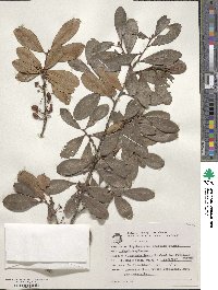 Erythroxylum deciduum image