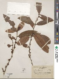 Erythroxylum deciduum image