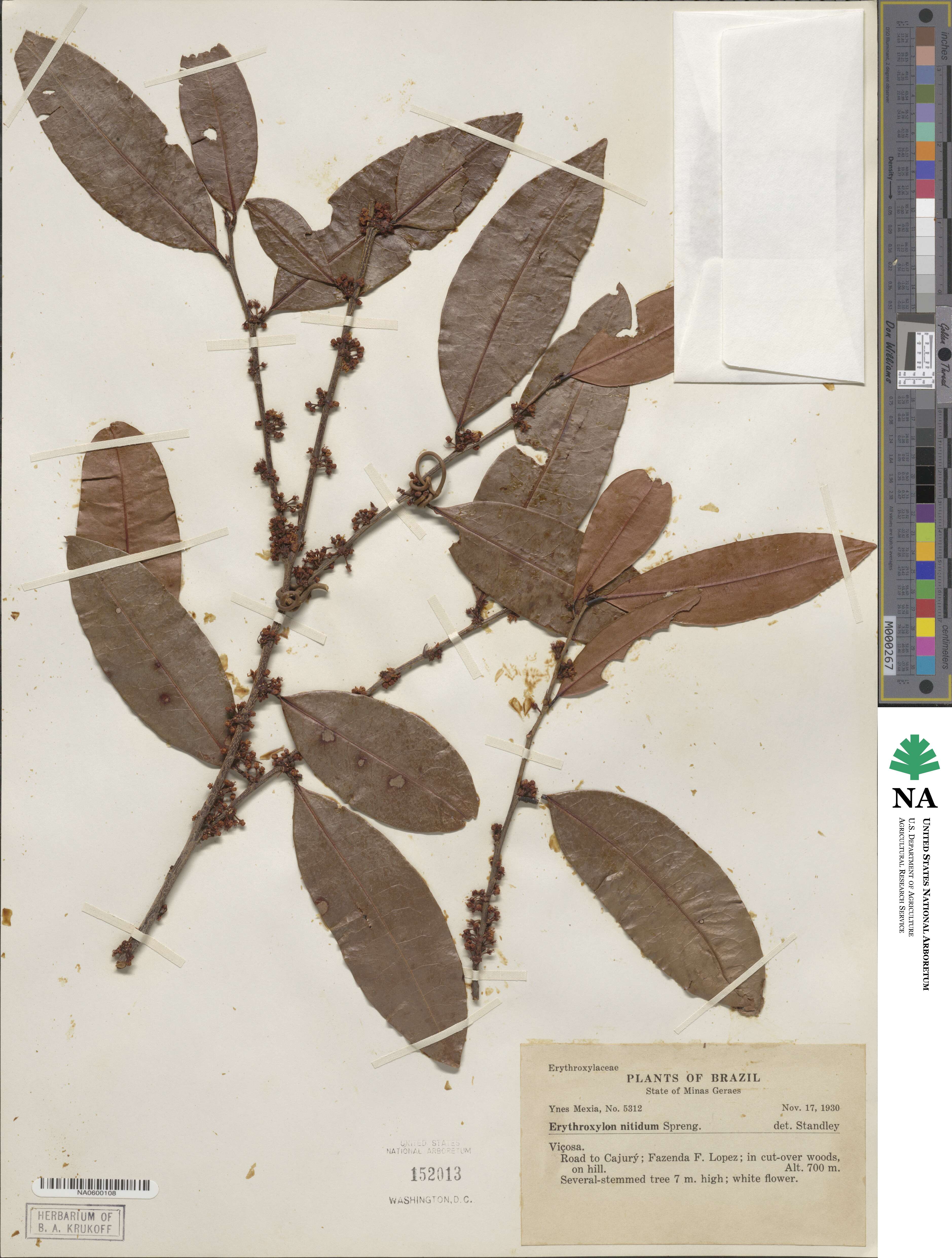 Erythroxylum image