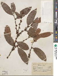 Erythroxylum deciduum image