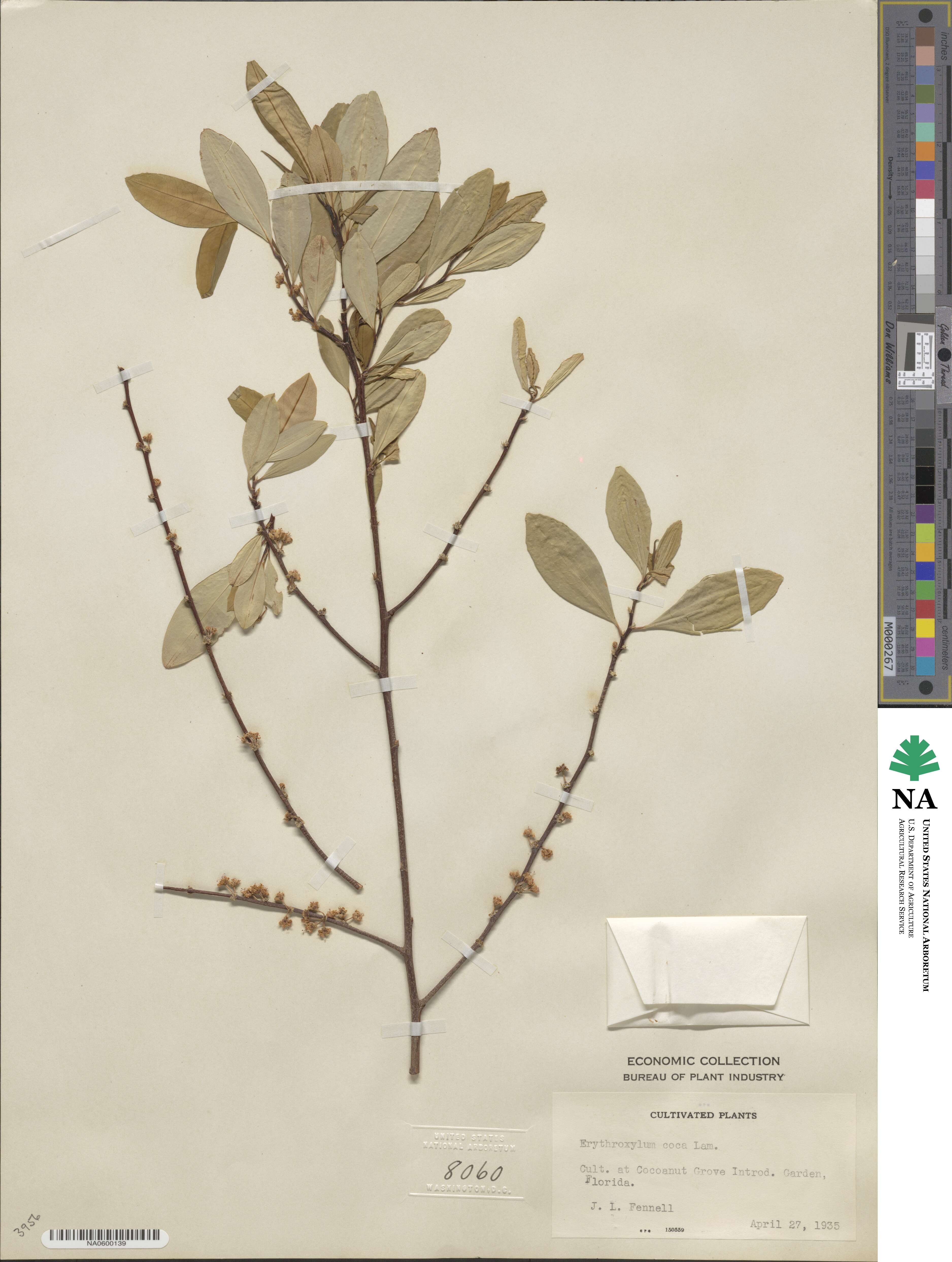 Erythroxylum image