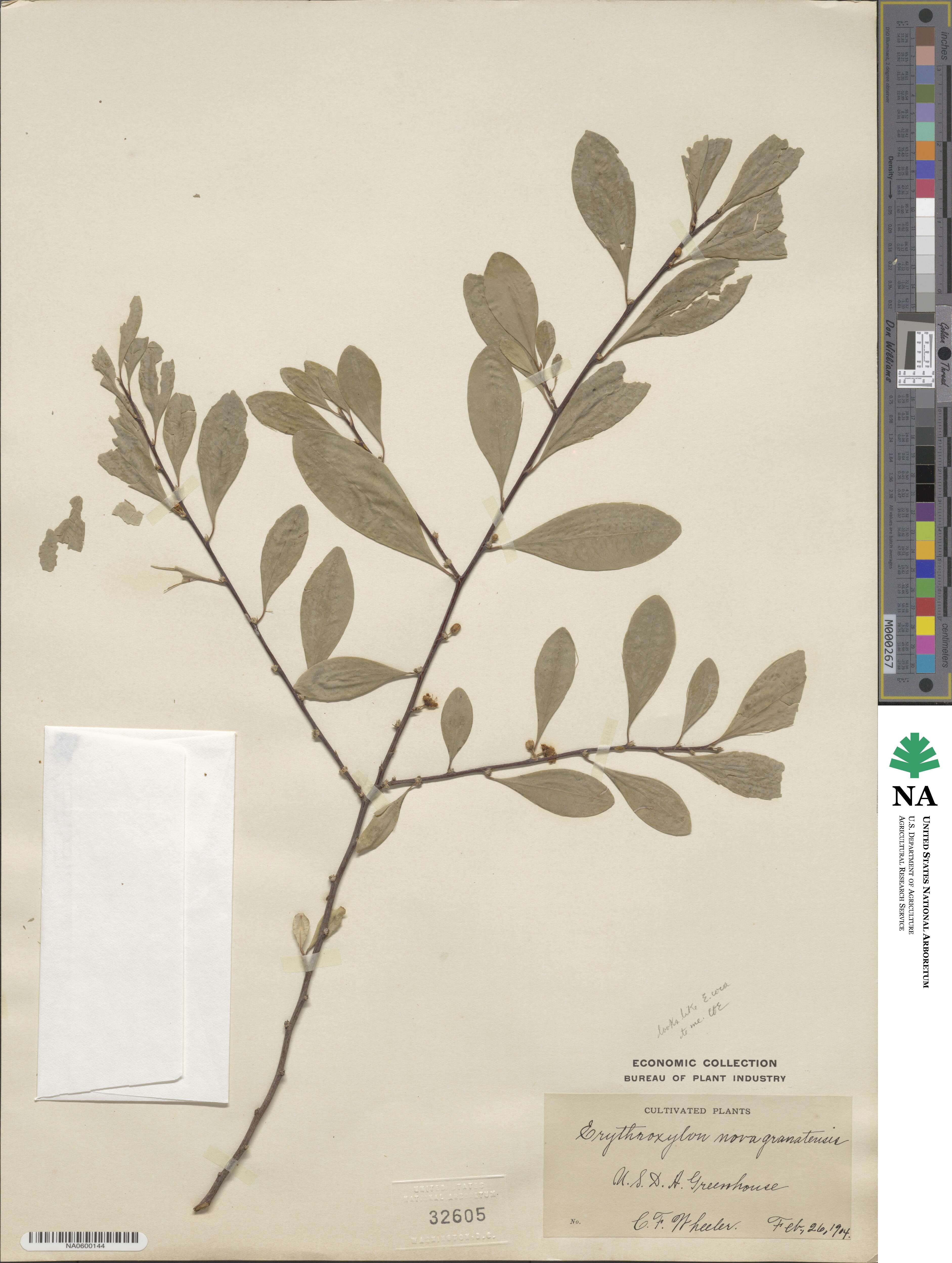 Erythroxylum image