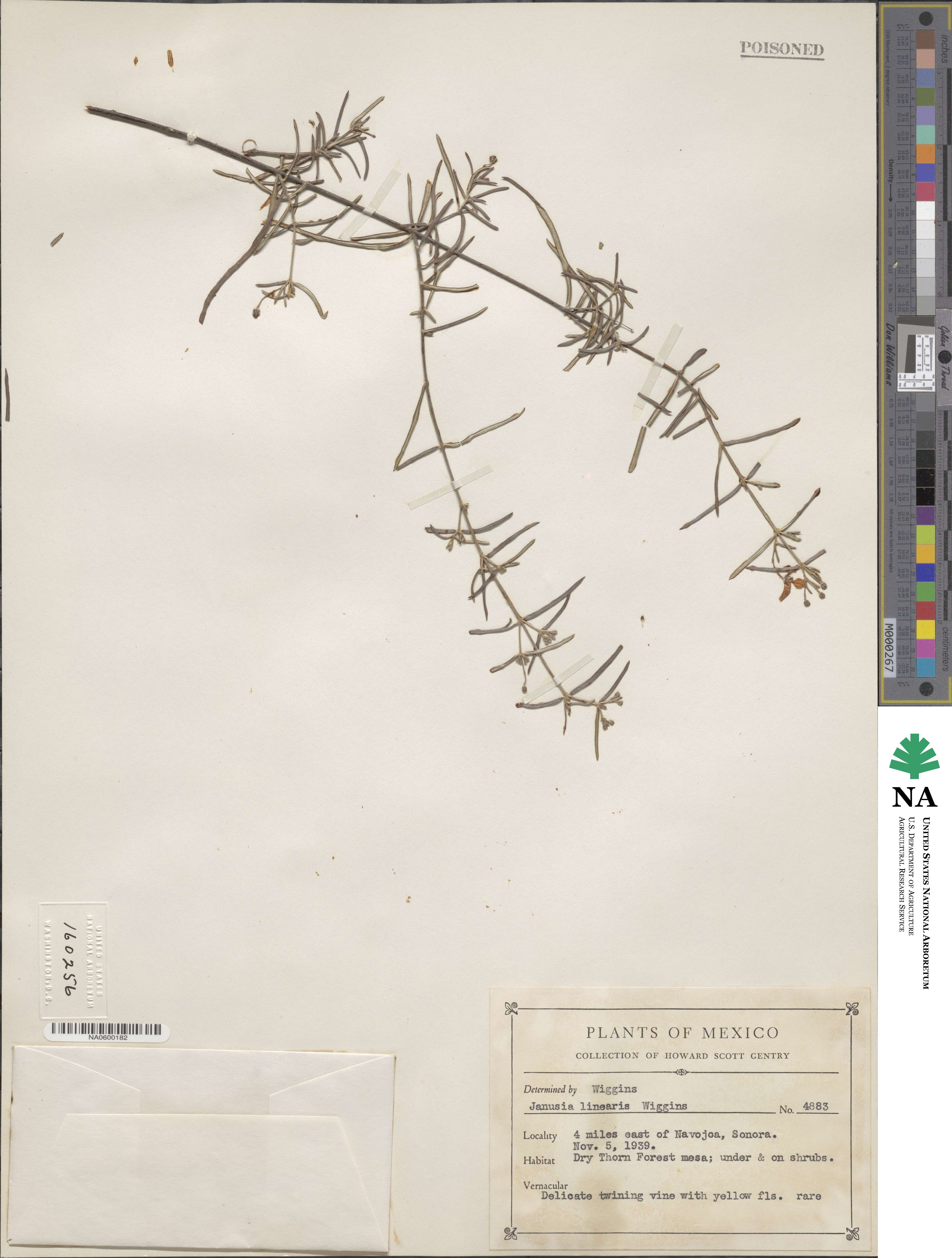 Cottsia linearis image