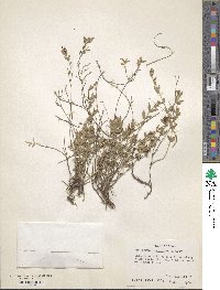 Aspicarpa hyssopifolia image