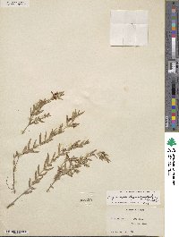 Aspicarpa hyssopifolia image