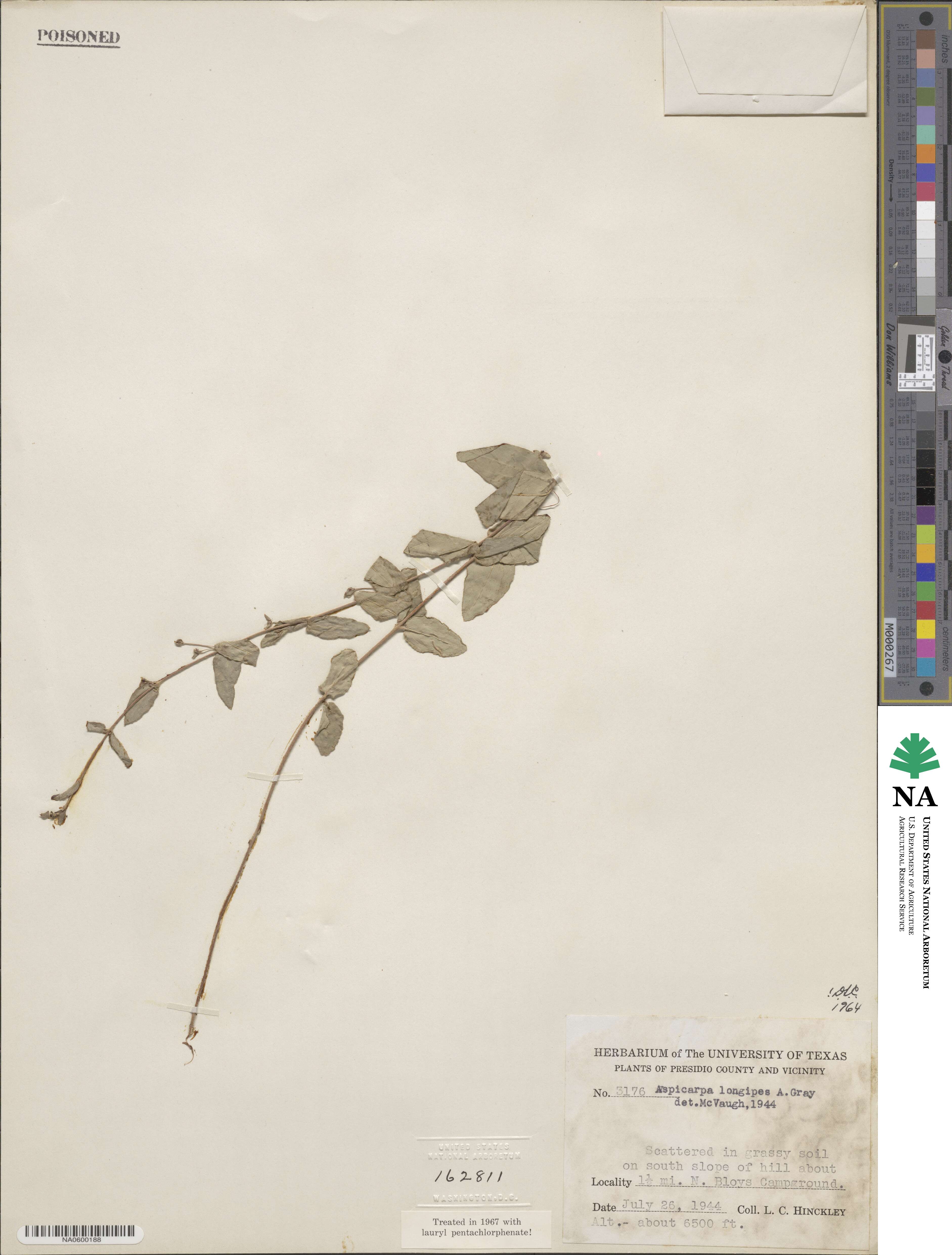 Aspicarpa longipes image