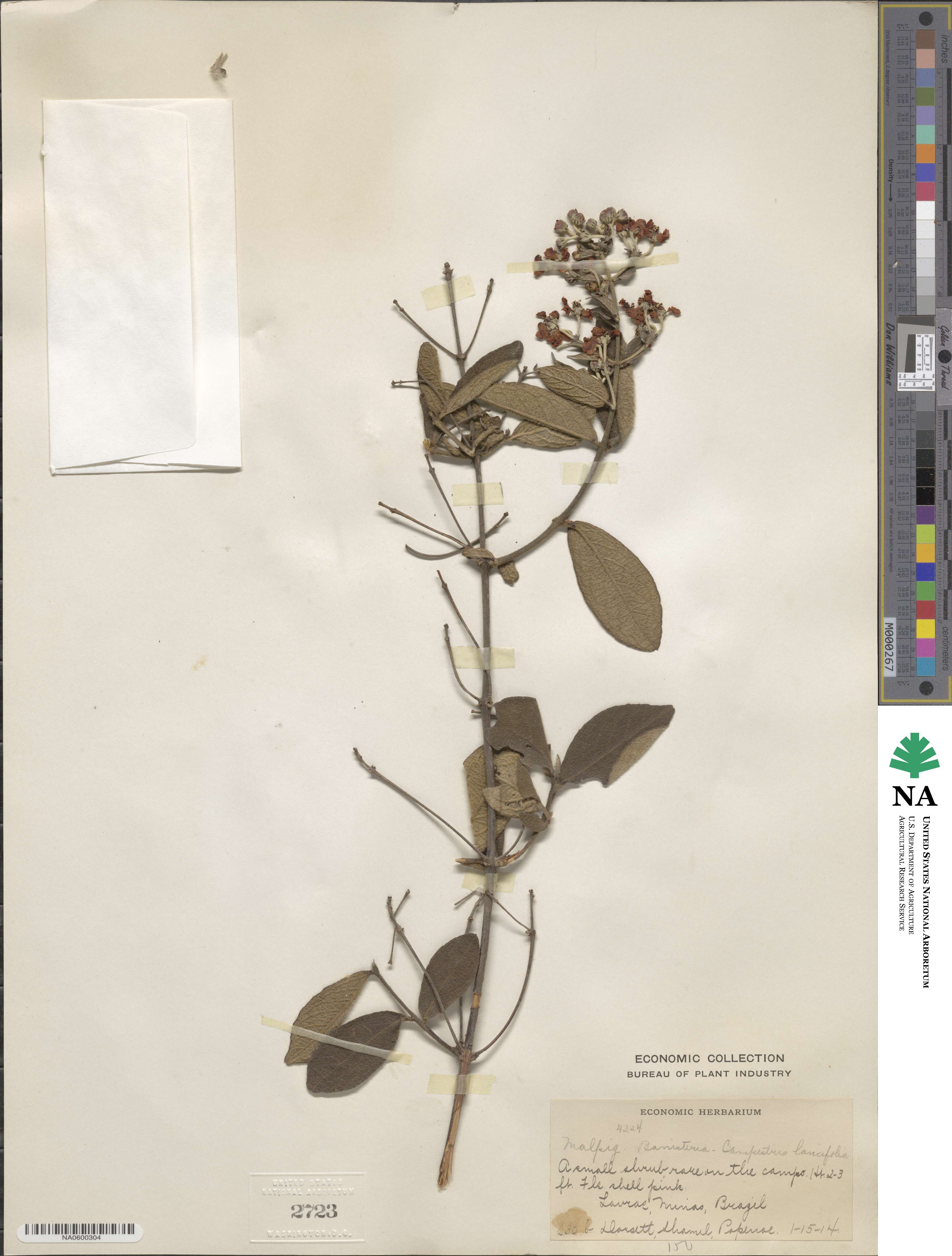 Stigmaphyllon image