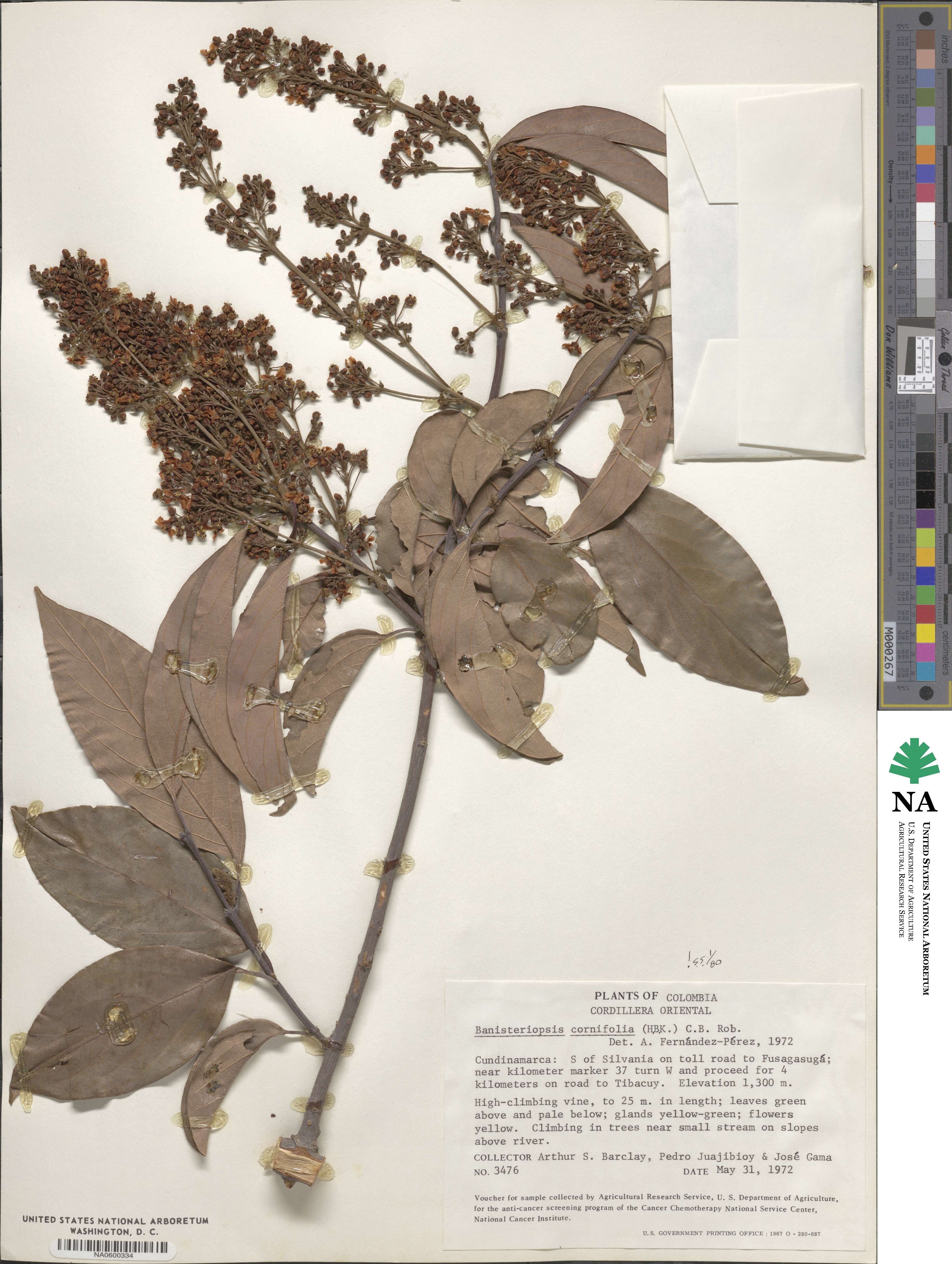 Bronwenia cornifolia image