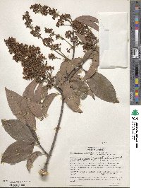 Bronwenia cornifolia image