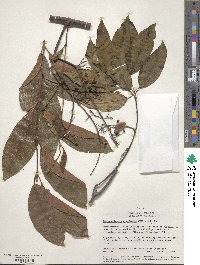 Bronwenia cornifolia image