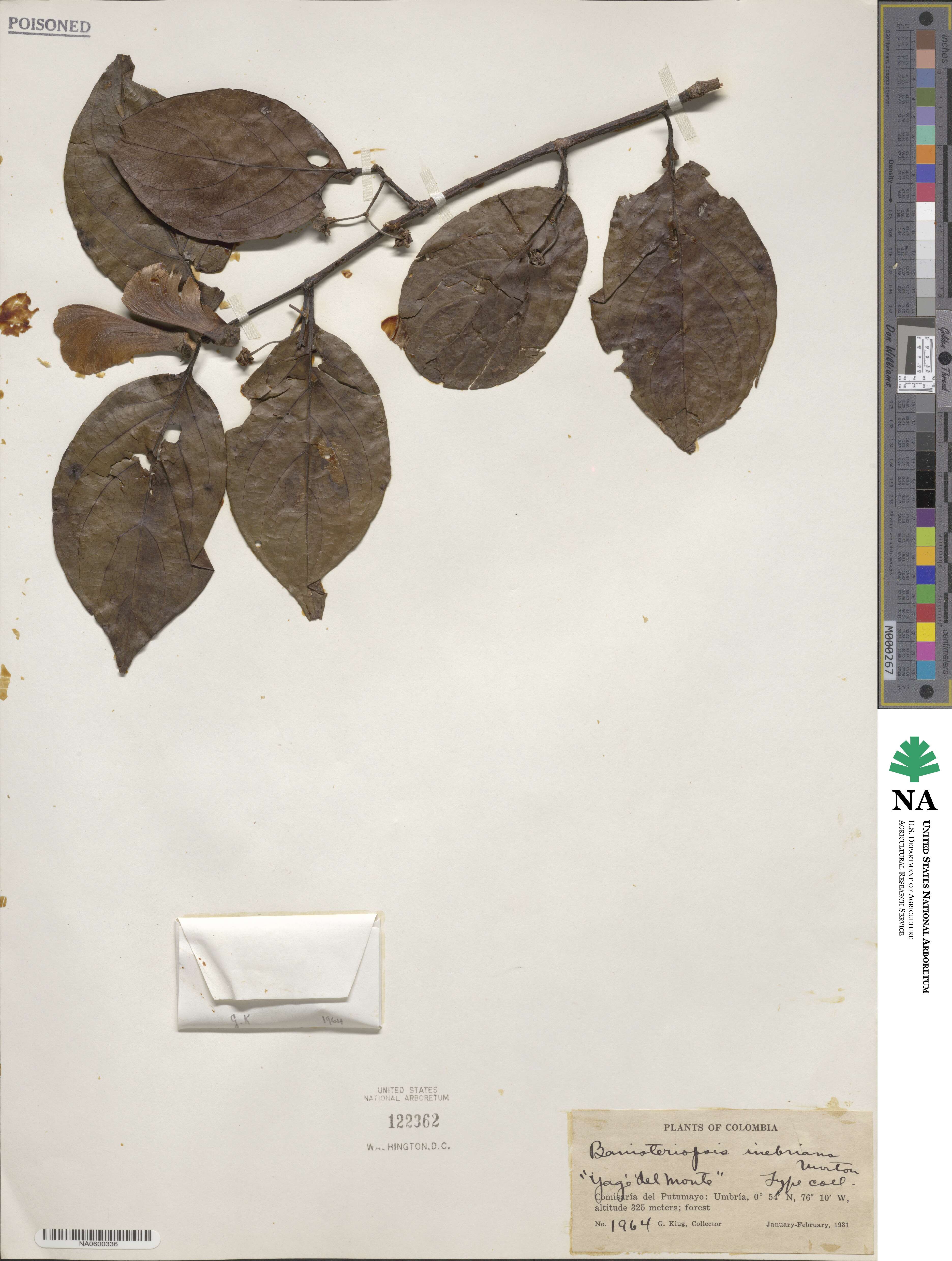 Banisteriopsis caapi image