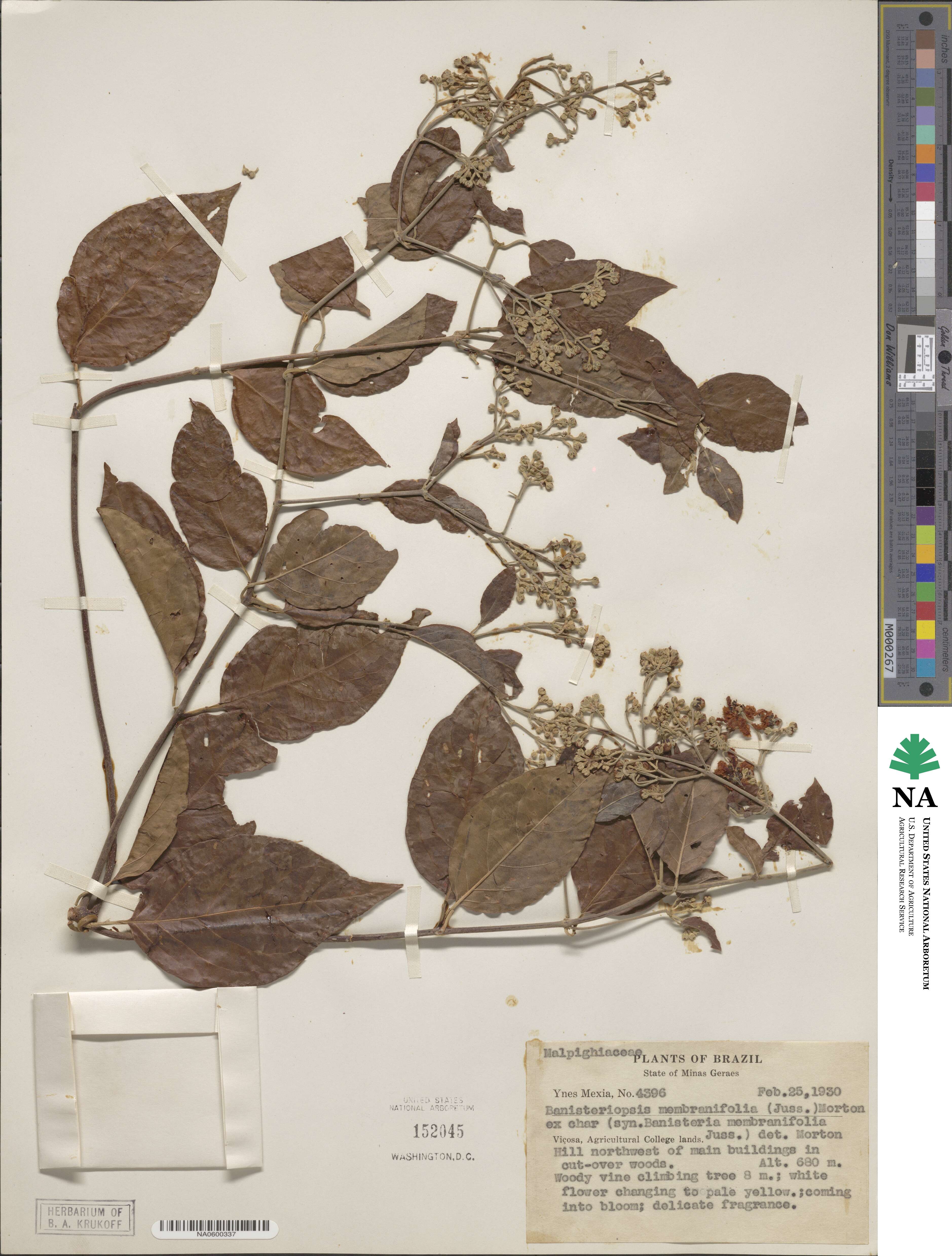 Banisteriopsis membranifolia image